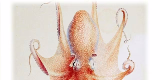 AI资讯:AGI时间线专家预测分布对比图