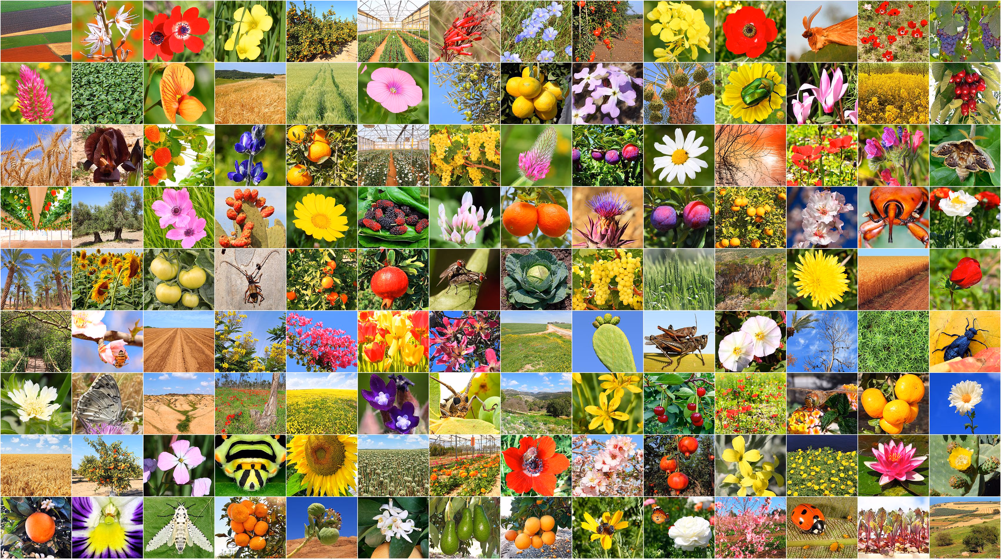 AI资讯：NVIDIA BioCLIP2模型在野外识别珍稀动植物的示例展示图